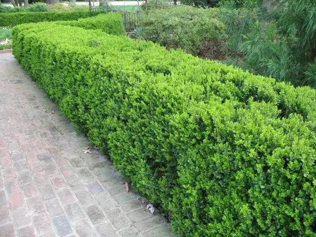 Boxwood shearing in spring and autumn