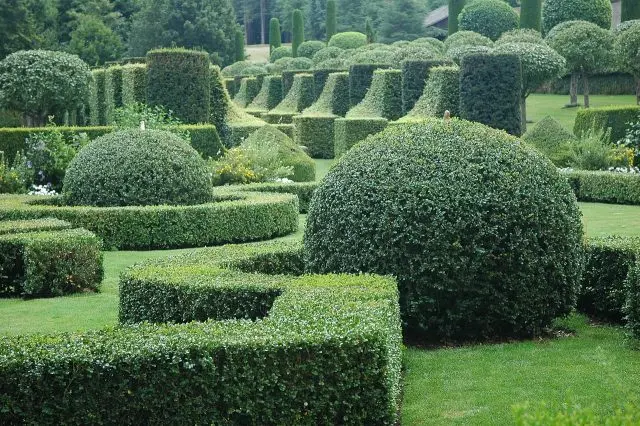 Boxwood shearing in spring and autumn