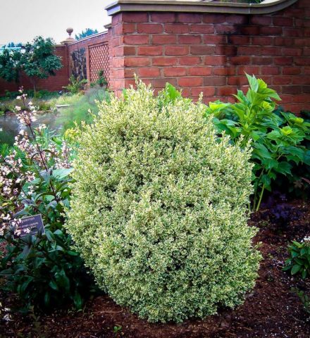 Boxwood shearing in spring and autumn