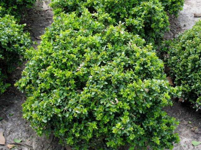 Boxwood shearing in spring and autumn