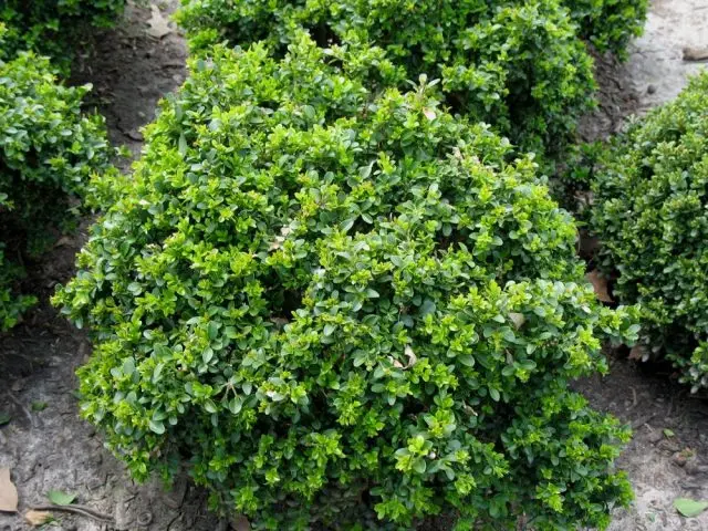 Boxwood shearing in spring and autumn