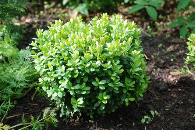 Boxwood shearing in spring and autumn