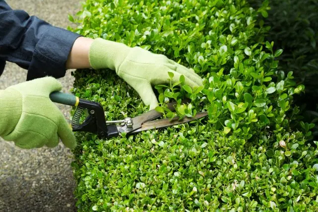 Boxwood shearing in spring and autumn