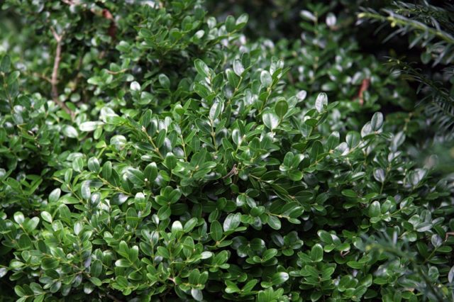 Boxwood: what is it, types and varieties, description