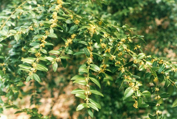 Boxwood: what is it, types and varieties, description