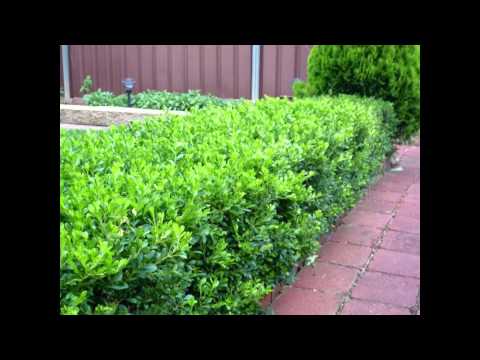 Boxwood: what is it, types and varieties, description