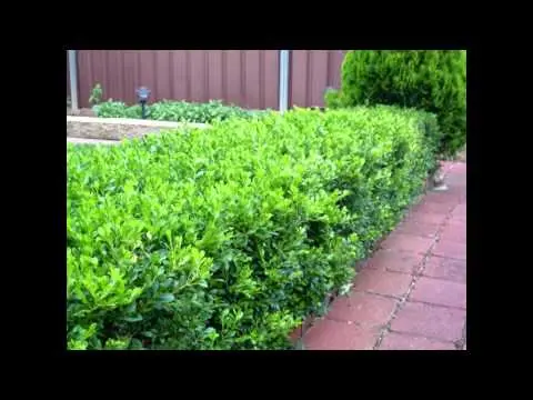 Boxwood: what is it, types and varieties, description