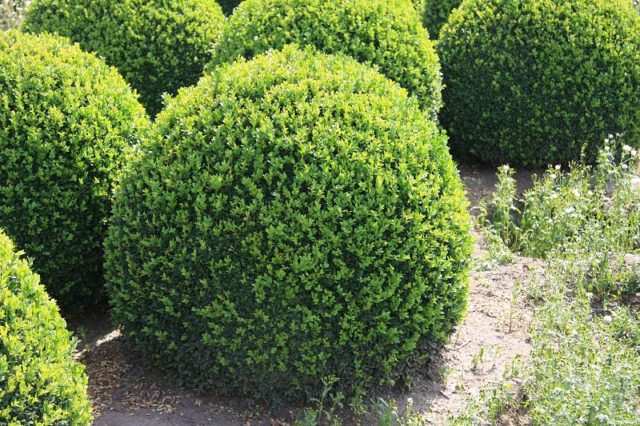 Boxwood: what is it, types and varieties, description