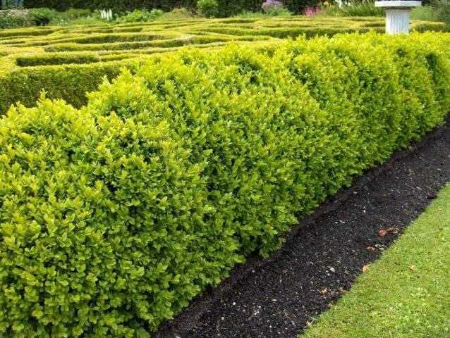 Boxwood: what is it, types and varieties, description