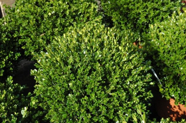 Boxwood: what is it, types and varieties, description