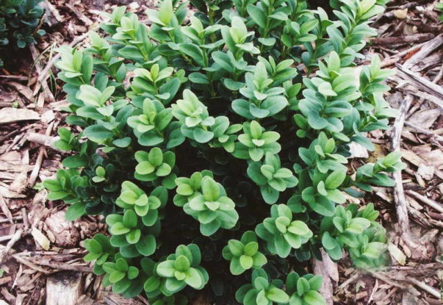 Boxwood: what is it, types and varieties, description