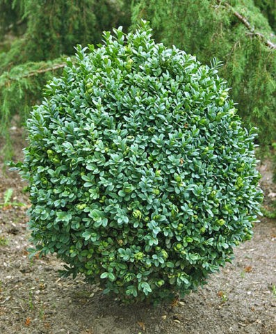 Boxwood: what is it, types and varieties, description