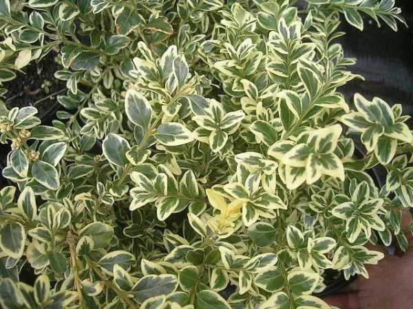 Boxwood: what is it, types and varieties, description