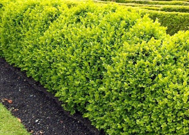 Boxwood: what is it, types and varieties, description