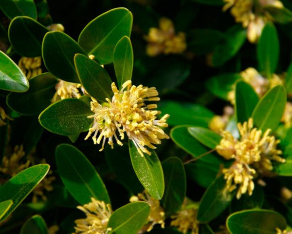 Boxwood: what is it, types and varieties, description