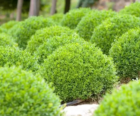 Boxwood: what is it, types and varieties, description