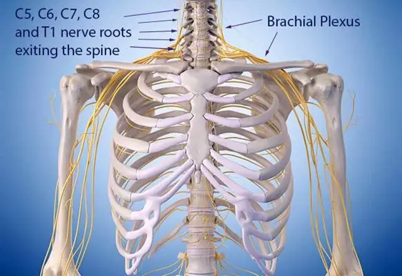 Brachial plexus &#8211; structure, injuries of the brachial plexus, pain in the shoulder area