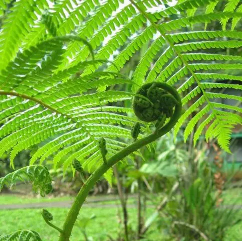 Bracken fern: health benefits and harms