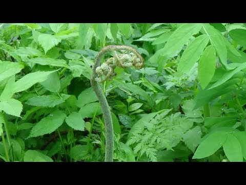 Bracken fern: health benefits and harms