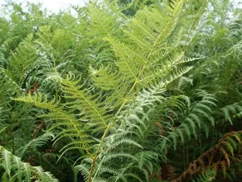 Bracken fern: health benefits and harms