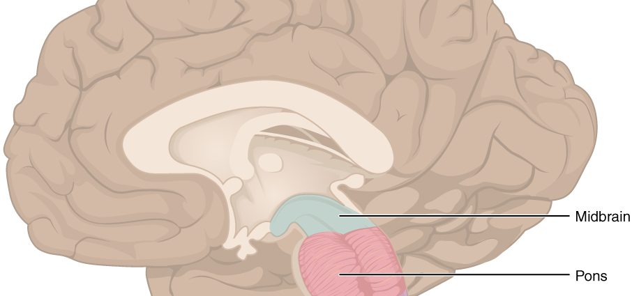 Brain stem &#8211; structure, functions, diseases, research. What is brain stem death?