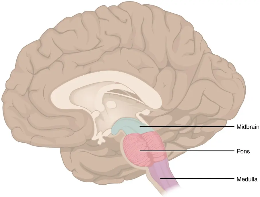 Brain stem &#8211; structure, functions, diseases, research. What is brain stem death?