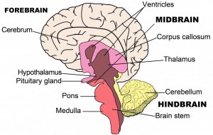 Brain &#8211; structure and functions