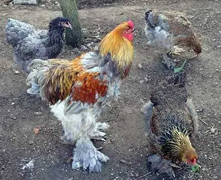 Brama chickens: characteristics, cultivation and care 