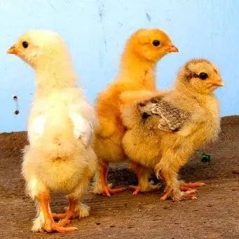 Brama chickens: characteristics, cultivation and care 