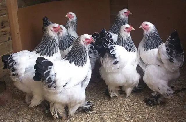 Brama chickens: characteristics, cultivation and care 