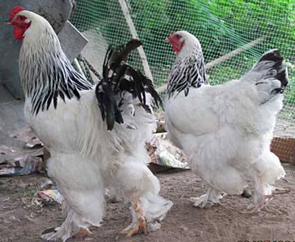 Brama chickens: characteristics, cultivation and care 