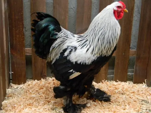 Brama chickens: characteristics, cultivation and care 