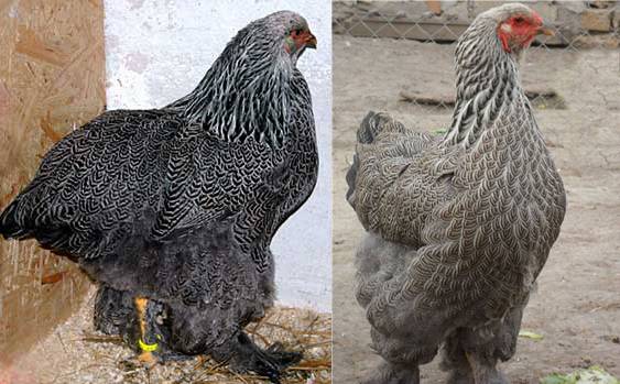 Brama chickens: characteristics, cultivation and care 