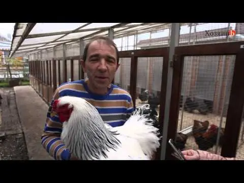 Brama chickens: characteristics, cultivation and care 