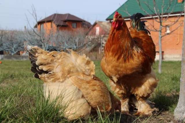 Brama chickens: characteristics, cultivation and care 