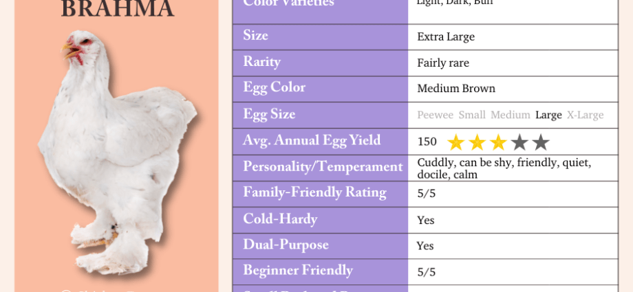 Brama chickens: characteristics, cultivation and care 