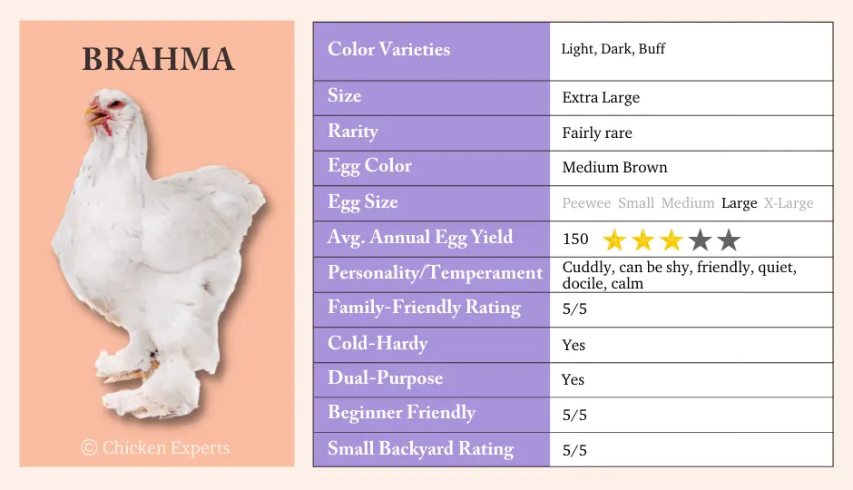 Brama chickens: characteristics, cultivation and care 