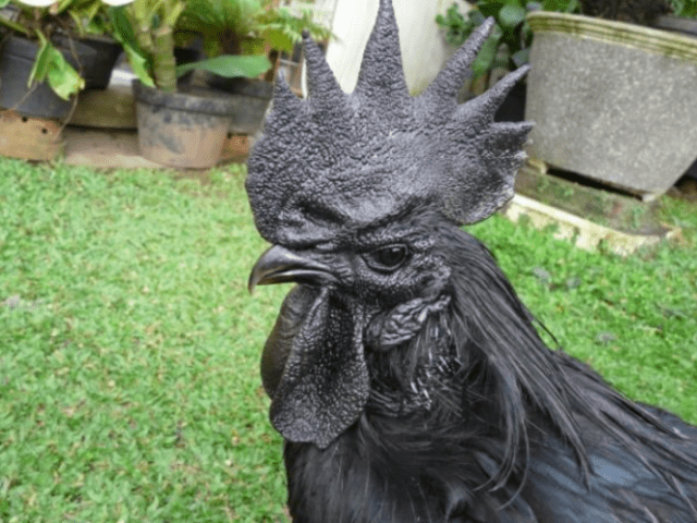 Breed of black chickens Ayam Tsemani