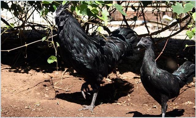 Breed of black chickens Ayam Tsemani