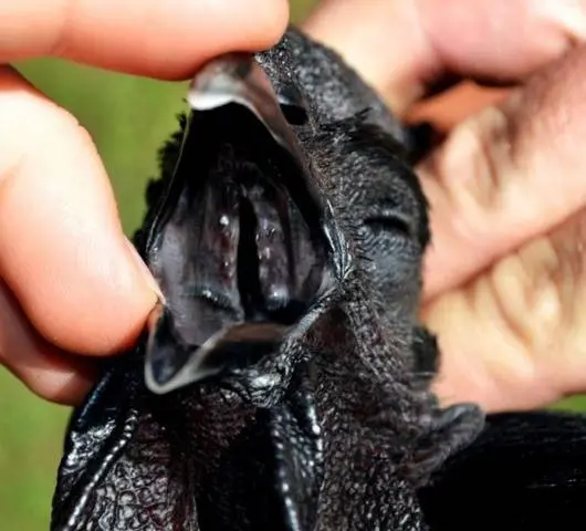 Breed of black chickens Ayam Tsemani