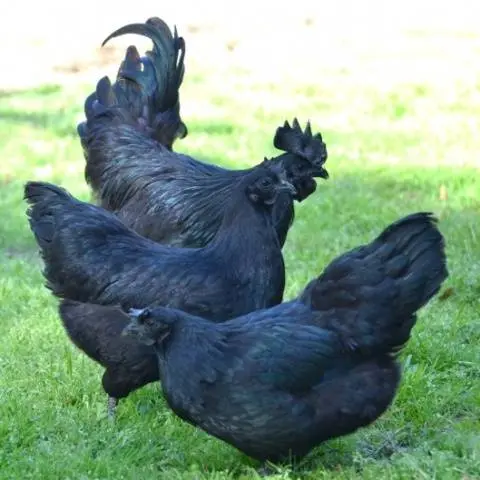 Breed of black chickens Ayam Tsemani