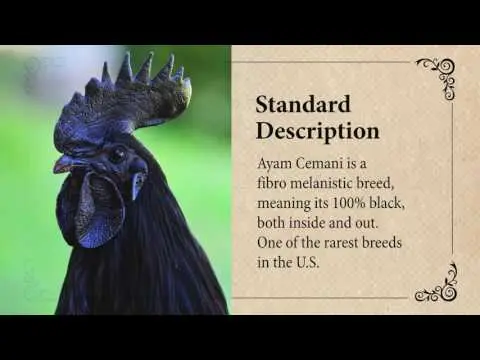 Breed of black chickens Ayam Tsemani