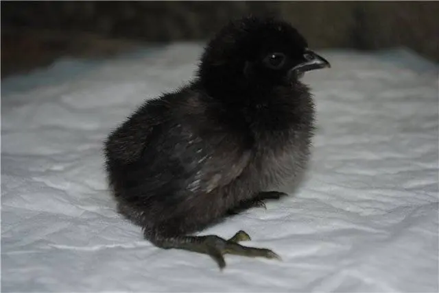 Breed of black chickens Ayam Tsemani