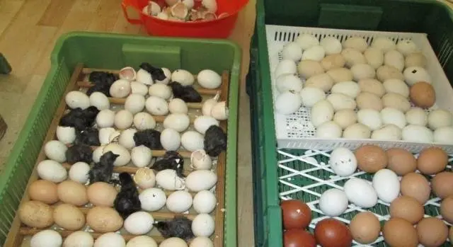 Breed of black chickens Ayam Tsemani