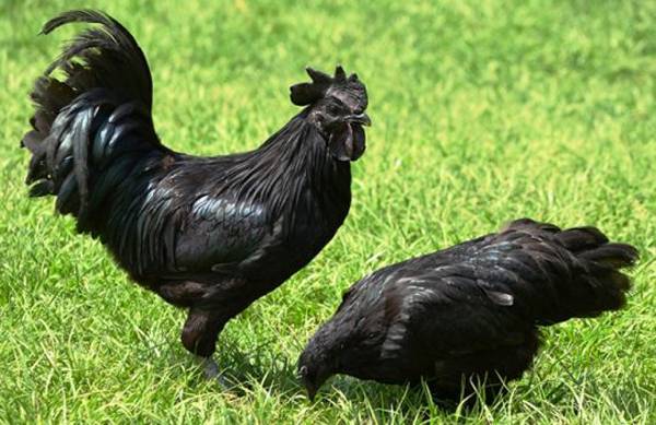 Breed of black chickens Ayam Tsemani