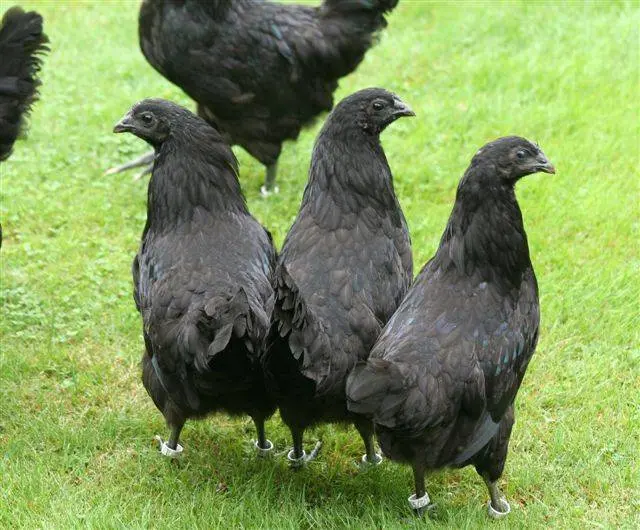 Breed of black chickens Ayam Tsemani