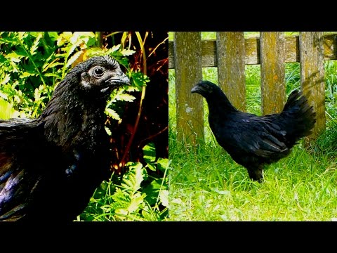 Breed of black chickens Ayam Tsemani