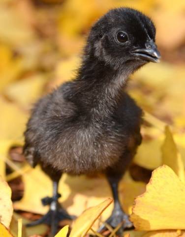 Breed of black chickens Ayam Tsemani