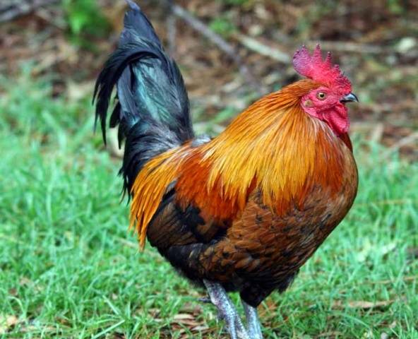 Breed of black chickens Ayam Tsemani