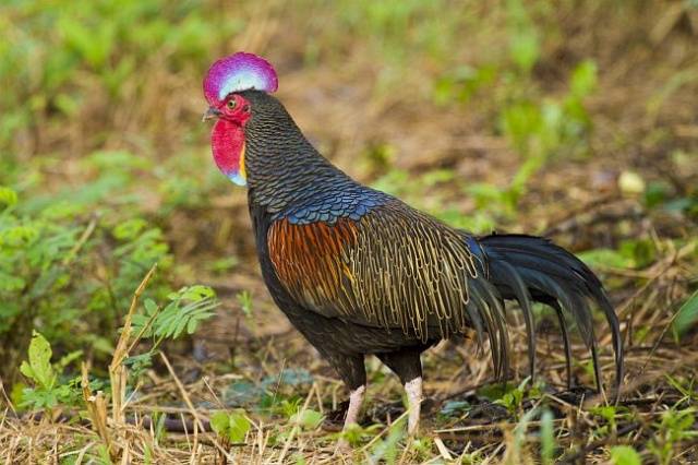 Breed of black chickens Ayam Tsemani